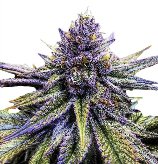 Purple Haze