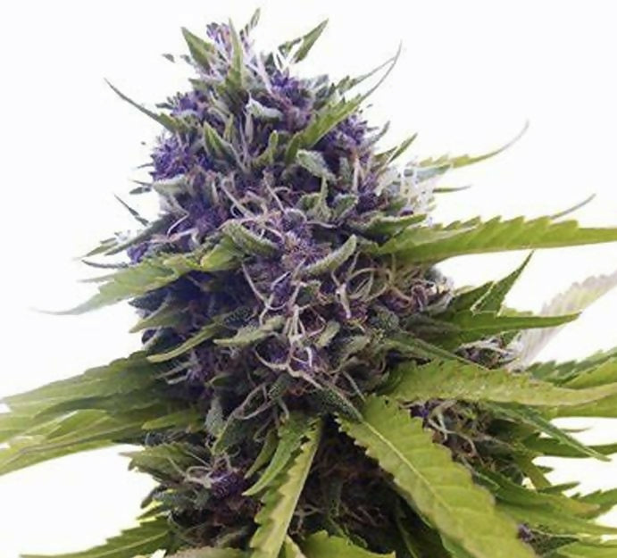 Blue Berry
