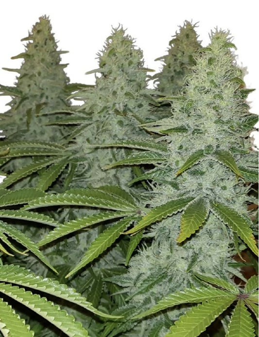 Moby Dick
