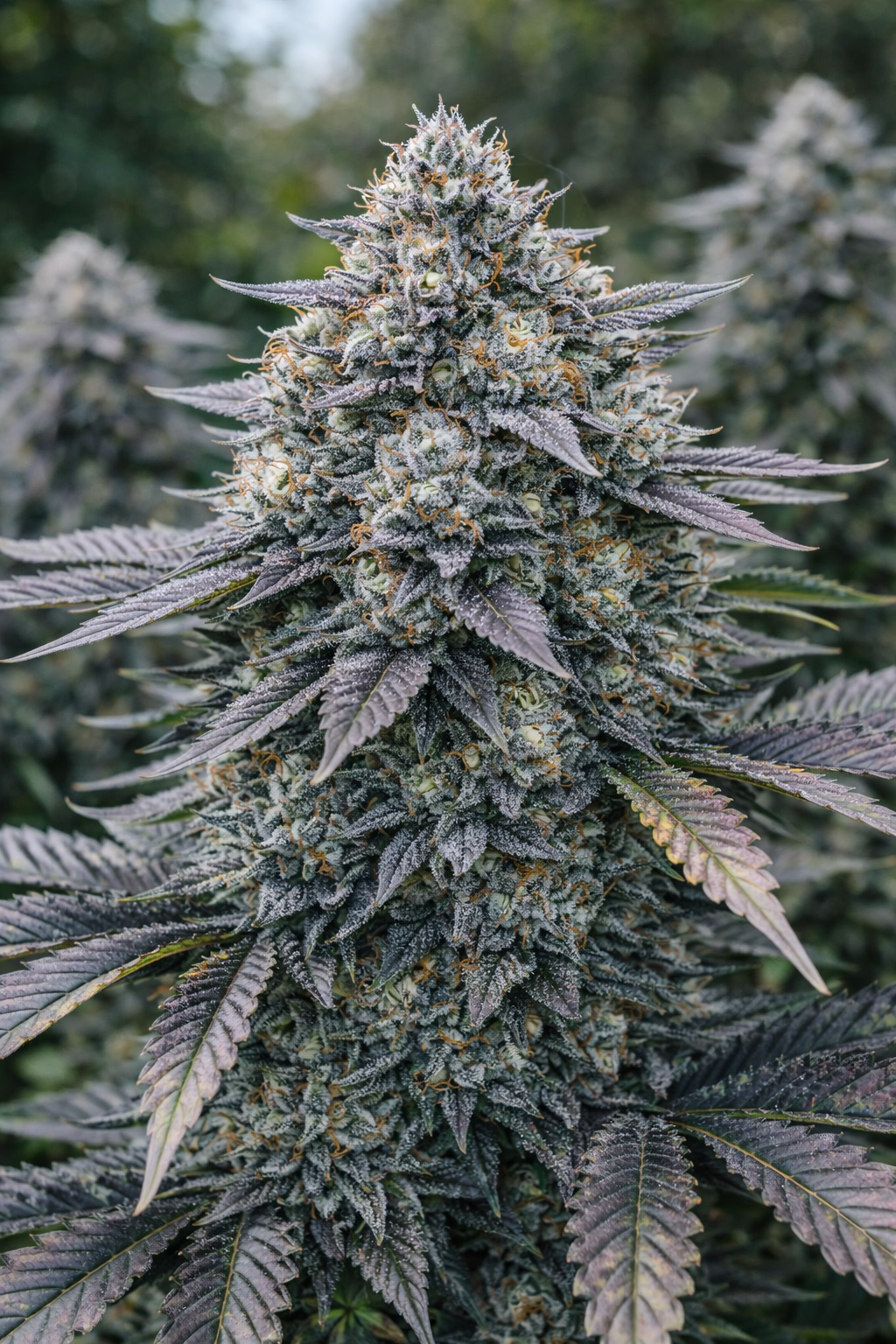 Cap Junky  (Seed Junky × Capulator)