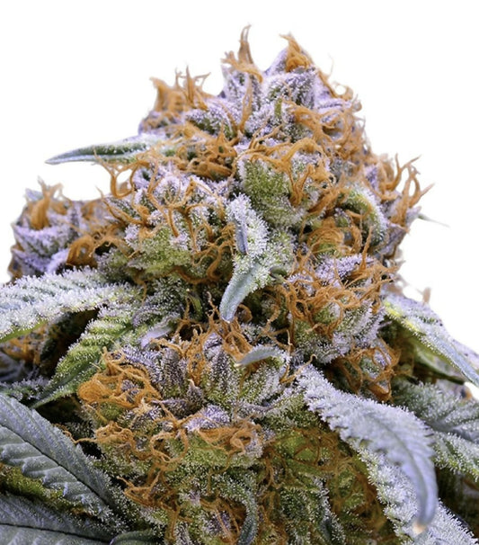 Granddaddy Purple