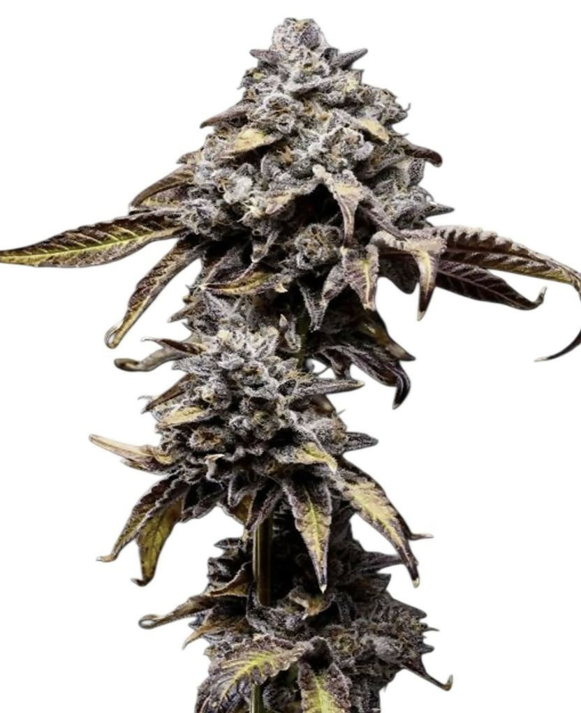 Bananaconda #4