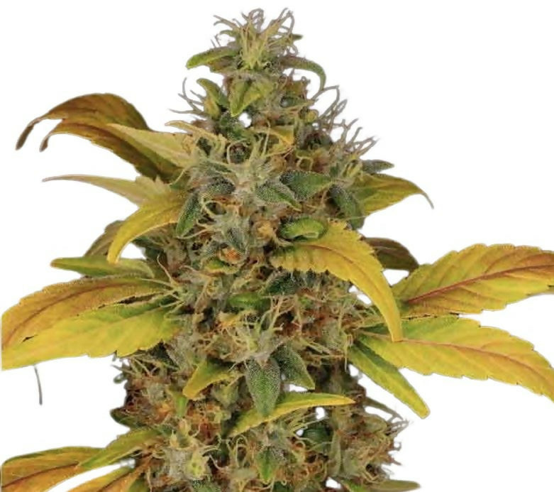 Amnesia High Pro F1