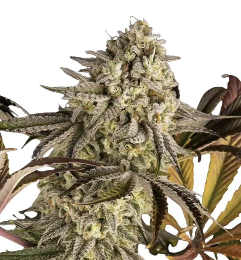 Amnesia Sour Diesel