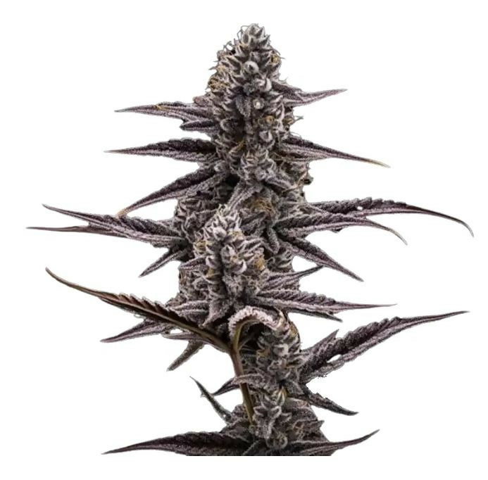 Super Buff Cherry #26