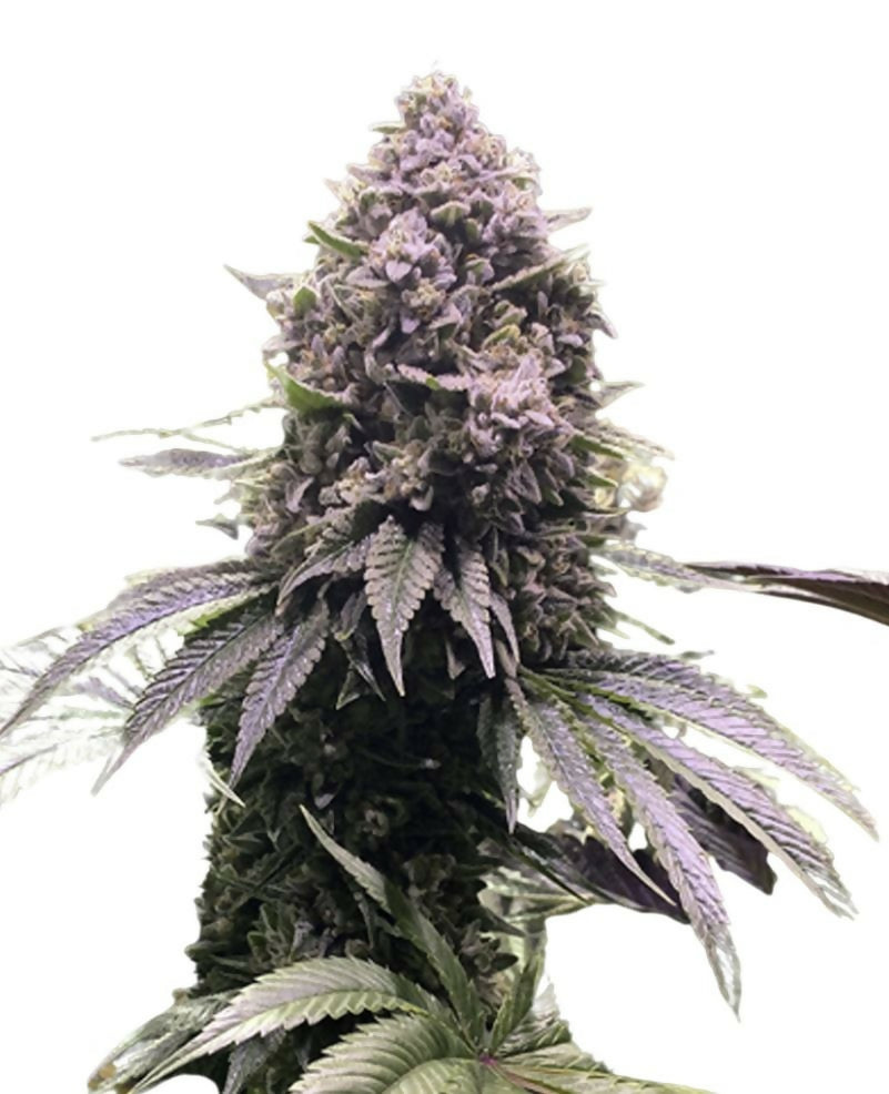 Gorilla Zkittlez