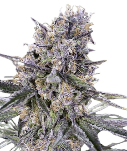Zkittlez