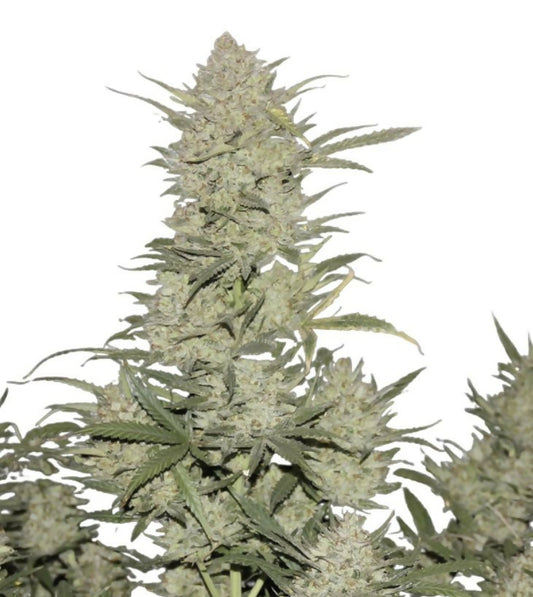 OG 13