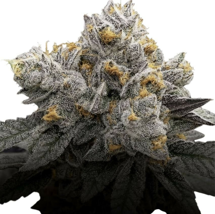 Permanent Chimera #35