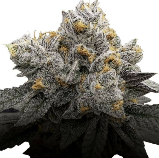 Permanent Chimera #35