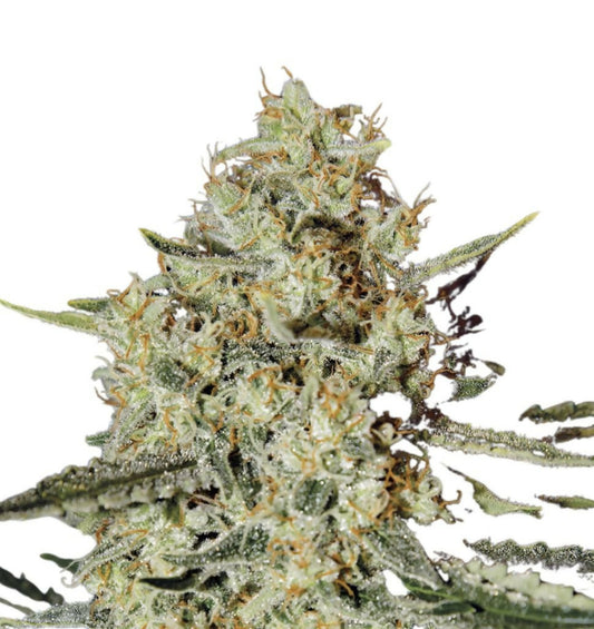 Himalaya Gold