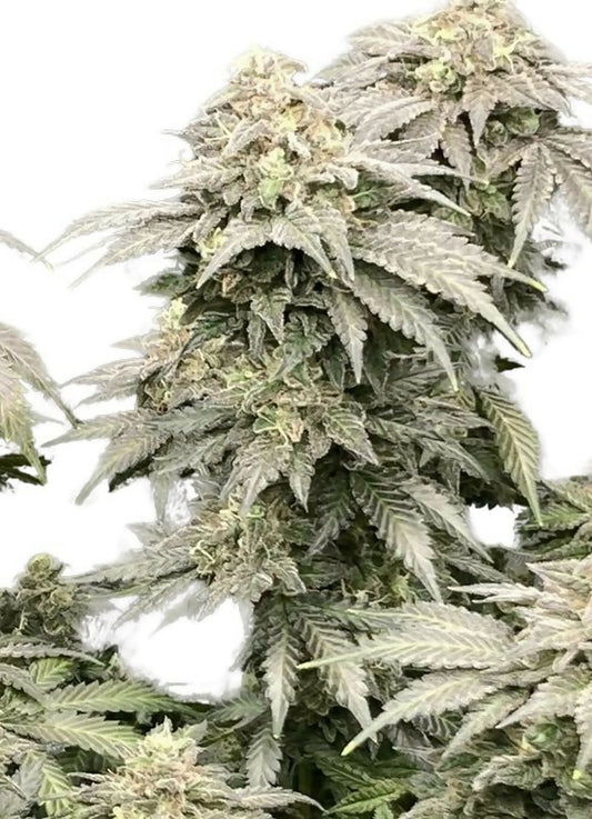 Melon Diesel