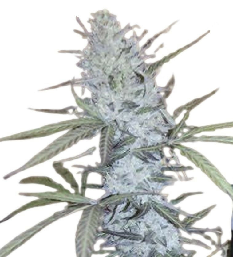 Strawberry Banana
