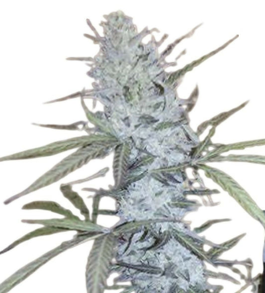 Strawberry Banana